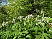 33 Scendendo da Cima di Muschiada traccia-sentierino fiorito di Dentaria minore (Cardamine bulbifera)